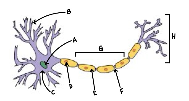 <p>G</p>