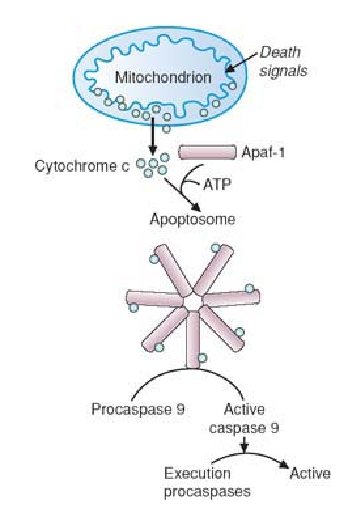 <p>Mitochondrial death signals</p><ul><li><p>higher than normal intracellular <strong>c</strong>alcium levels</p></li><li><p>cell <strong>i</strong>njury</p></li><li><p>lack of <strong>g</strong>rowth factors</p><p></p></li></ul><p></p>