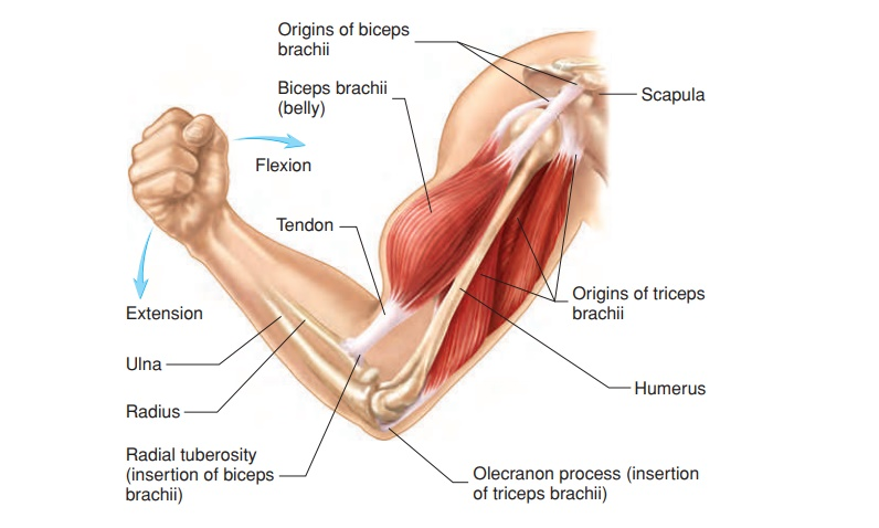 <p>Insertion</p>