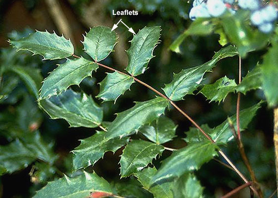 <p>mahonia aquafolim</p><p>characteristics: waxy darker coating (shiny like water), &lt;11 leaflets, taller</p>