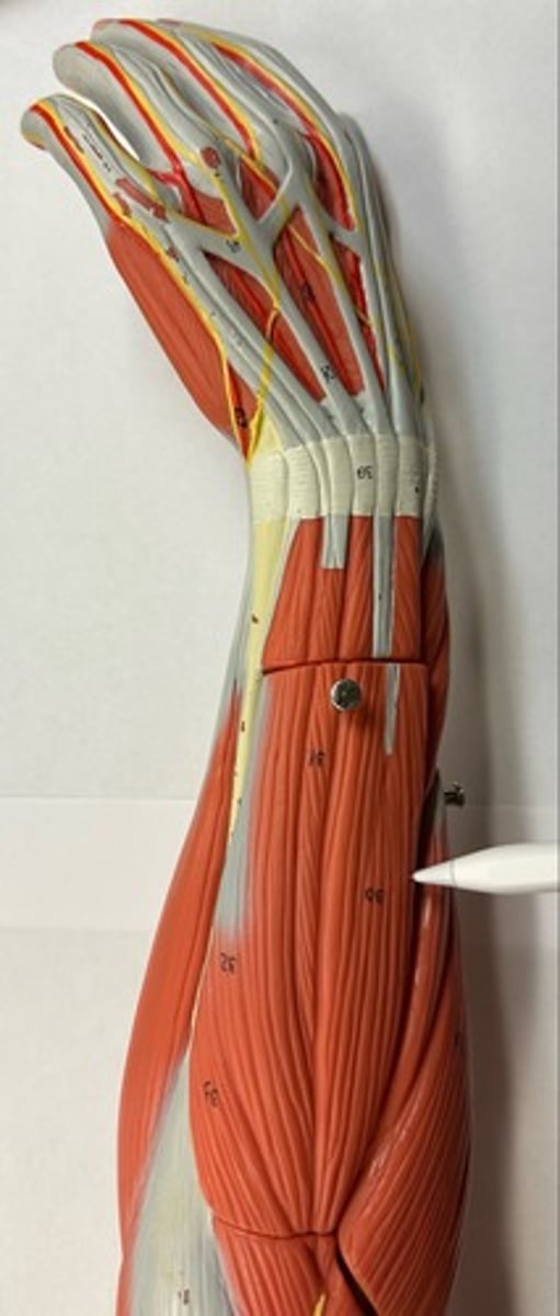 <p>What are the (2) attachments of the Extensor Digitorum?</p>