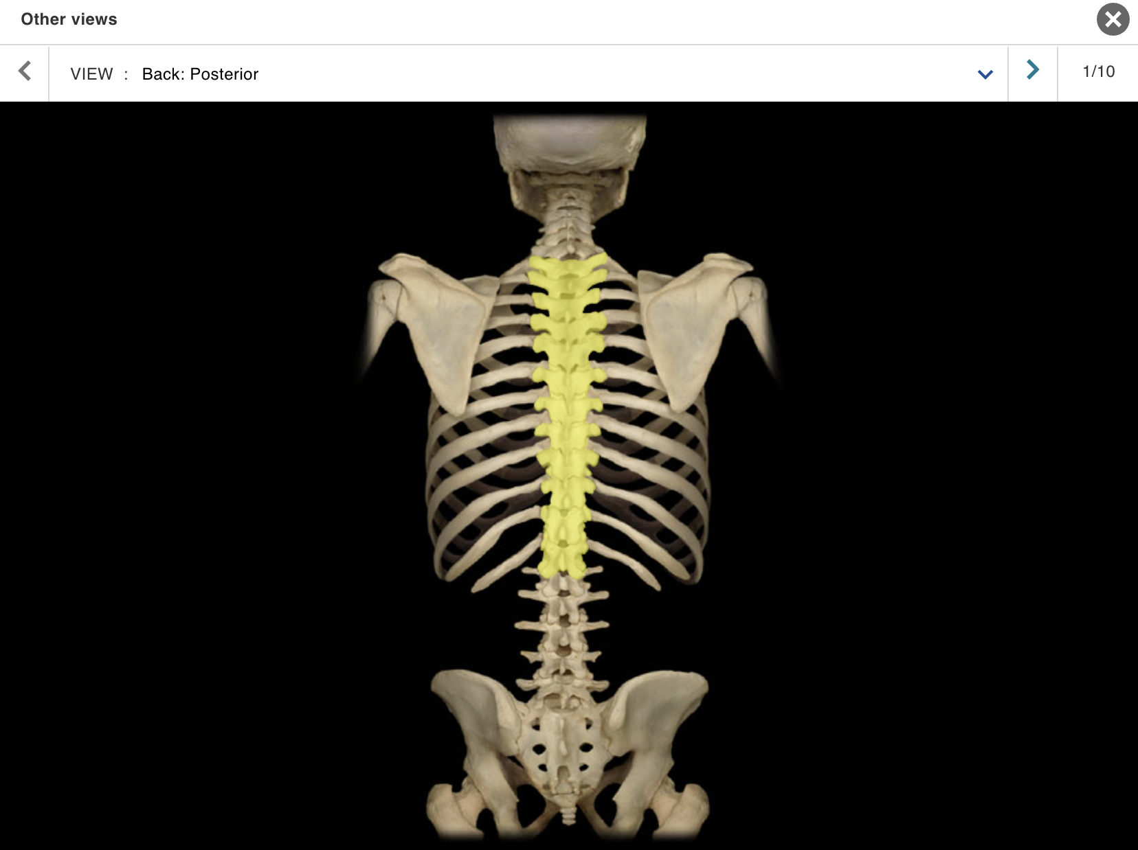 <p>Location:</p><ul><li><p>﻿﻿Trunk</p></li><li><p>﻿﻿Between C7 and L1 vertebrae</p></li></ul><p class="p1">Description:</p><ul><li><p>﻿﻿12 individual vertebrae</p></li><li><p>﻿﻿Characteristic features include costal demifacets (or facets) for articulation with head of rib, spinous process slopes inferiorly, and heart-shaped vertebral body</p></li></ul><p></p>