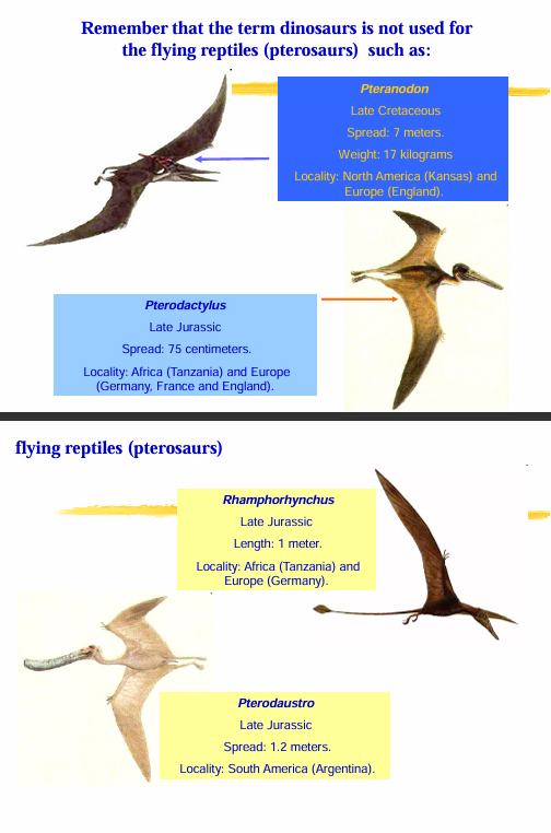<p><strong>flying reptiles</strong></p><p>Pteranodon</p><p>Pterodactylus</p><p>Rhamphorhynchus</p><p>Pterodaustro</p>