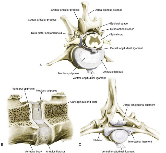<p>intercapital ligament</p>