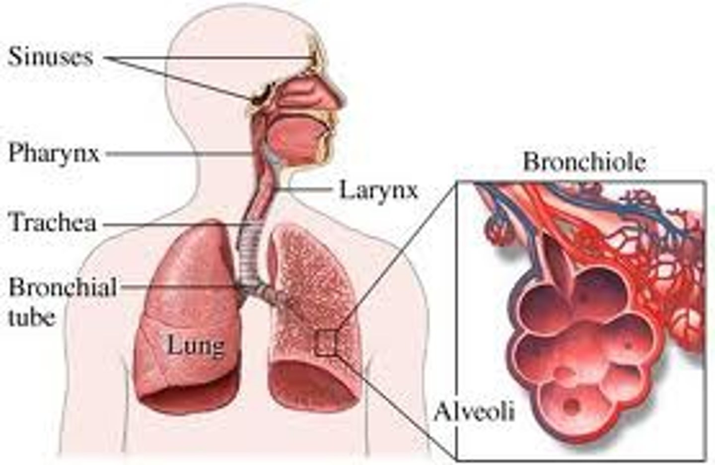 <p>1. Trachea</p><p>2. Bronchi</p><p>3. Alveoli</p><p>4. Lungs</p>