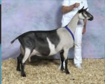<p>Origin:Alps, heavy milkers, </p>
