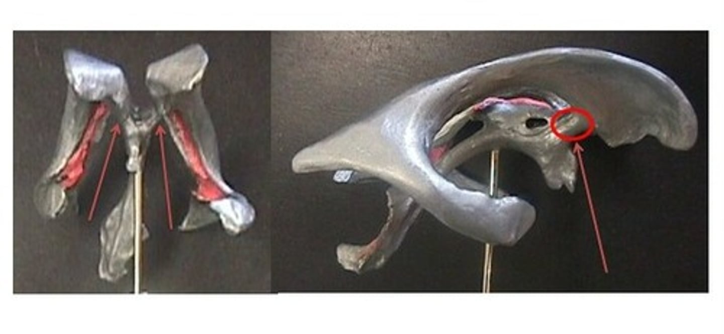 <p>the lateral ventricles and third ventricle are connected by what structure?</p>