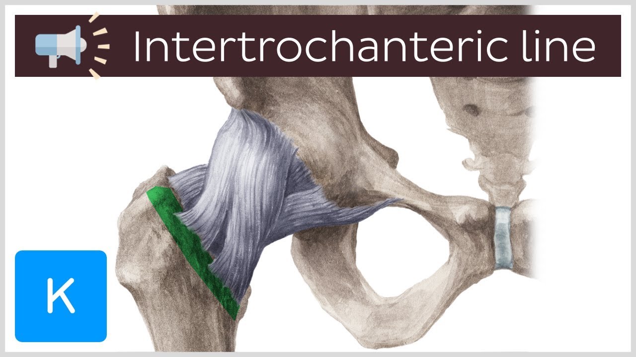 <p>the line after the neck on anterior side of femur</p>