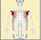 <p><u>The Shoulder Girdle:</u></p><ul><li><p>What is the function of the <strong>Scapula</strong>?</p></li><li><p>What do fossas and processes serve as?</p></li></ul><p></p>