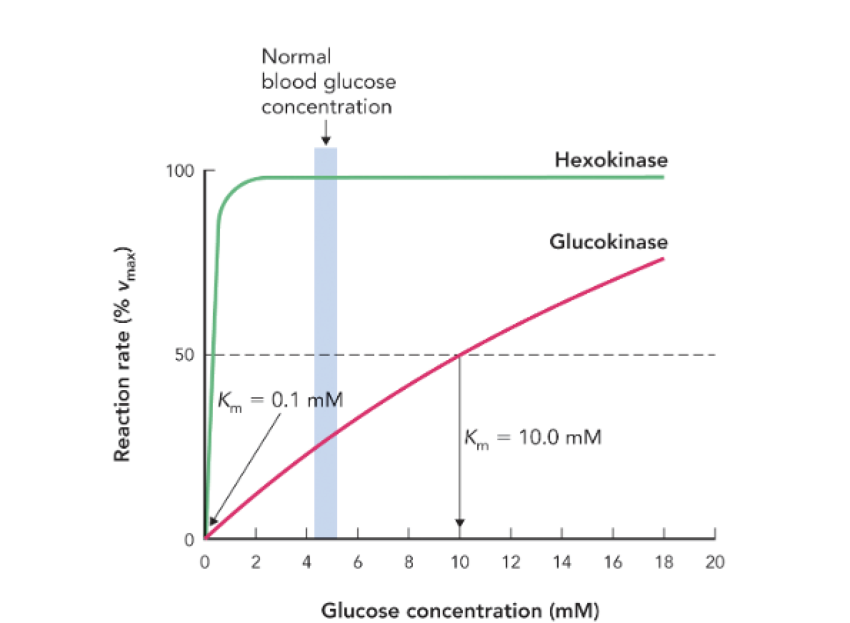 <p><strong>Q:</strong> What reaction do both hexokinase and glucokinase catalyze?</p>