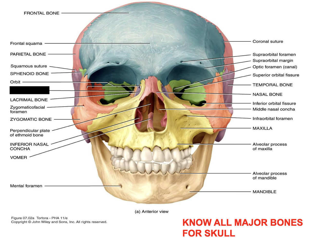 this is the skull, what major bone is this?