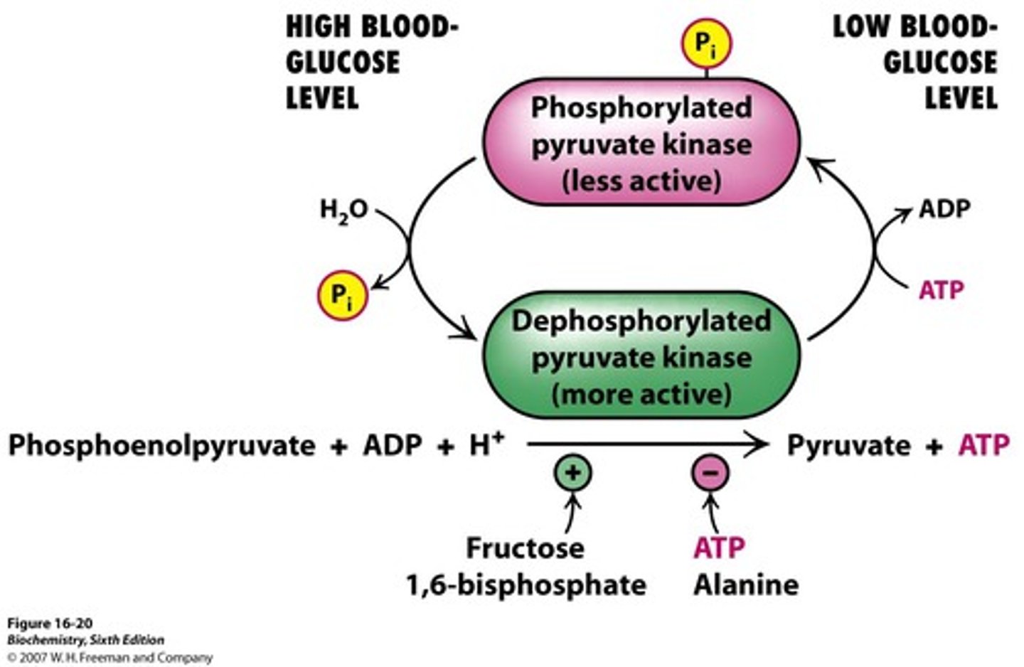 <p>-allosterically inhibited by ATP</p><p>-activated by fructose 1,6-bisphophate (feedforward stimulation)</p><p>-inhibited by alanine</p><p>-phosphorylated and inactivated by cAMP cascad when blood glucose concentation is low (avoids consumption by liver)</p>