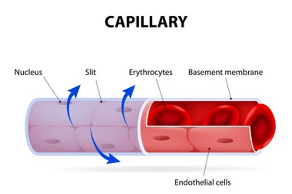 <p><span>•The <strong><u>afferent arteriole</u></strong> takes blood into the glomerulus.</span></p><p><span>•The first capillary network is called the <strong><u>glomerulus</u></strong>.</span></p><p><span>•The <strong><u>efferent arteriole</u></strong> drains blood from the glomerulus and empties into the second capillary network.</span></p><p><span>•The second capillary network are called the <strong><u>peritubular capillaries</u></strong>.</span></p>