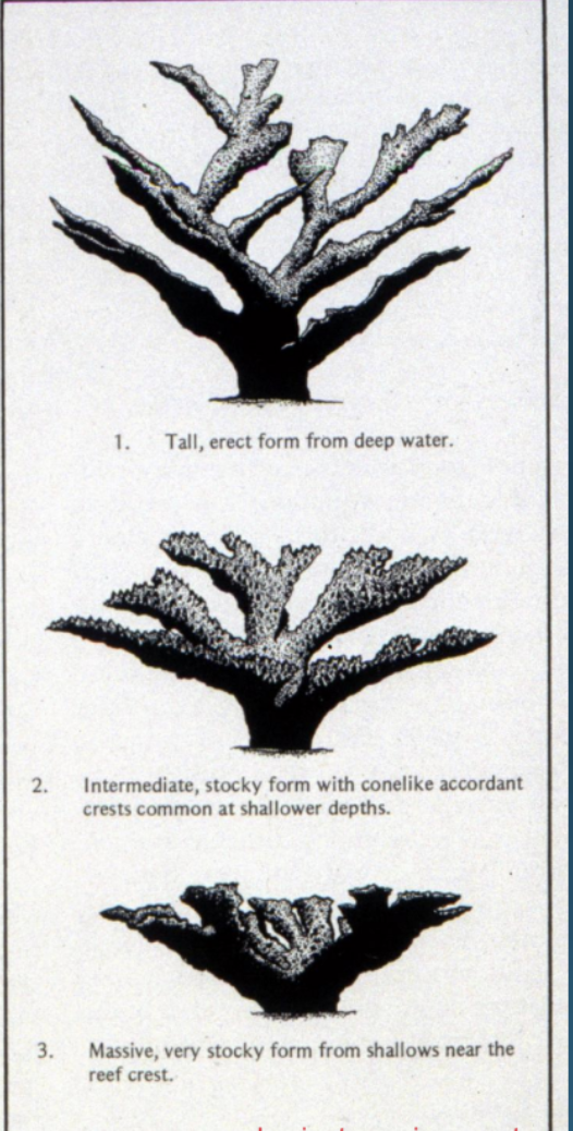 <p>Ecophenotypic variation</p>