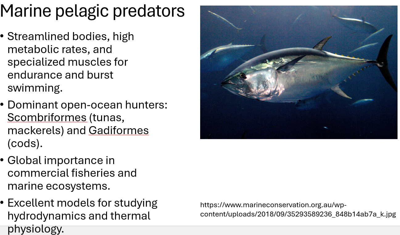 <p><span><span>•Streamlined bodies, </span></span></p><p><span>•</span><span><span>high metabolic rates</span></span></p><p><span>•</span><span><span>specialized muscles for endurance and burst swimming.</span></span></p><p><span><span>•Dominant open-ocean hunters: Scombriformes (tunas, mackerels) and Gadiformes (cods).</span></span></p><p><span><span>•Global importance in commercial fisheries and marine ecosystems. </span></span></p>