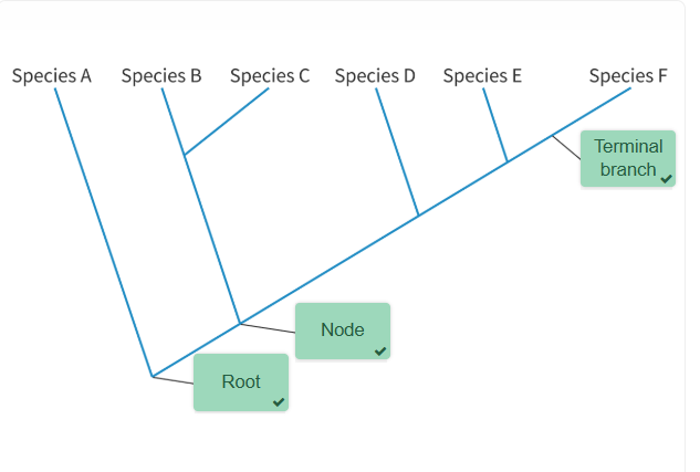 <p>Root = the most ancient common ancestor<br>Node = the hypothetical common ancestor</p><p>Terminal Branch = the end branches of a cladogram, representing a still existing species.</p>