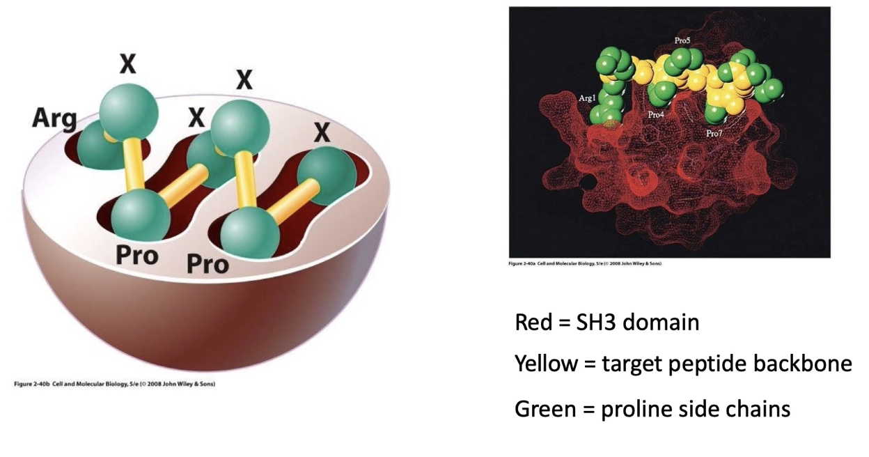 <ul><li><p><strong>SH3 domain</strong> is a <strong>protein-protein interaction domain</strong></p></li><li><p>Binds to <strong>proline-rich sequences</strong> on target proteins (e.g., <strong>SOS</strong>)</p></li><li><p>Interaction is based on <strong>molecular complementarity</strong>:</p><ul><li><p>SH3 domain (red) fits into clefts of proline-rich peptide (green)</p></li></ul></li><li><p><strong>Binding is specific and stable</strong>, not dependent on phosphorylation</p></li><li><p>Enables <strong>adaptor proteins</strong> (like <strong>GRB2</strong>) to link RTKs to downstream signaling components</p></li></ul><p></p>