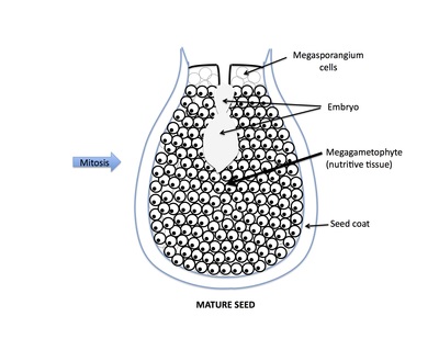 <p>Rank stages of gymnosperm seed development</p>