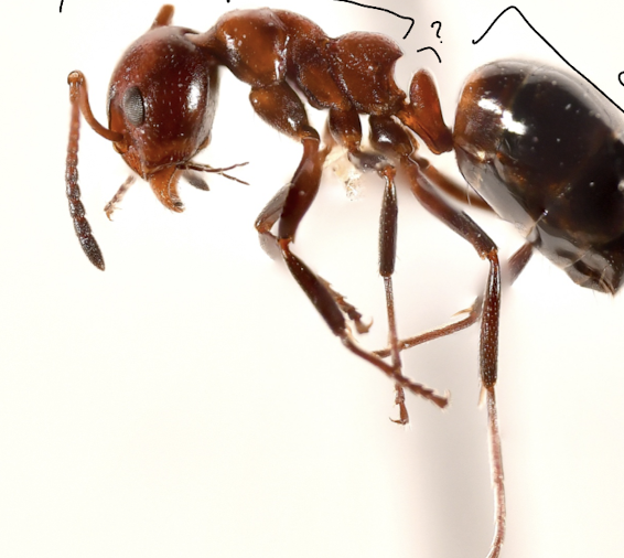 <p>part of the abdomen but found within the distinction</p>