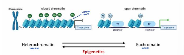 <p>Histone modifications differentiate between Heterochromatin (inactive state, e.g., H3K9me3) and Euchromatin (active state).</p><p></p>