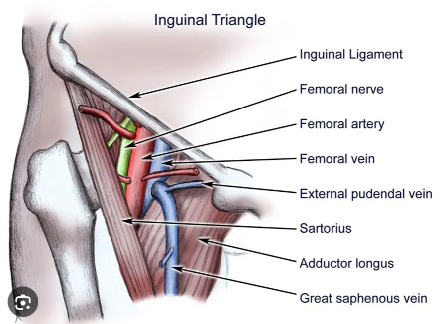 <p>Femoral artery, vein, lymphatics, and nerve exit the coelom here.</p>