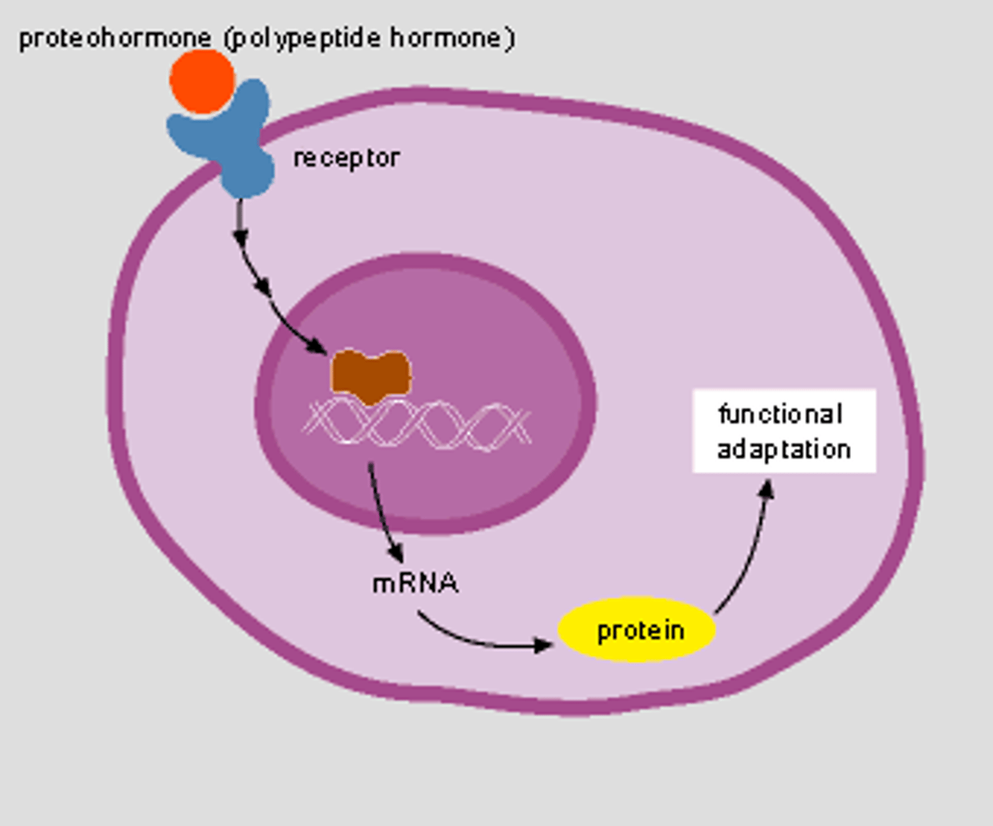 <p>all amino acid-based hormones except thyroid hormone</p><p>-binds to receptors on plasma membrane</p><p>-act via G protein second messengers</p><p>-cannot enter cell</p>