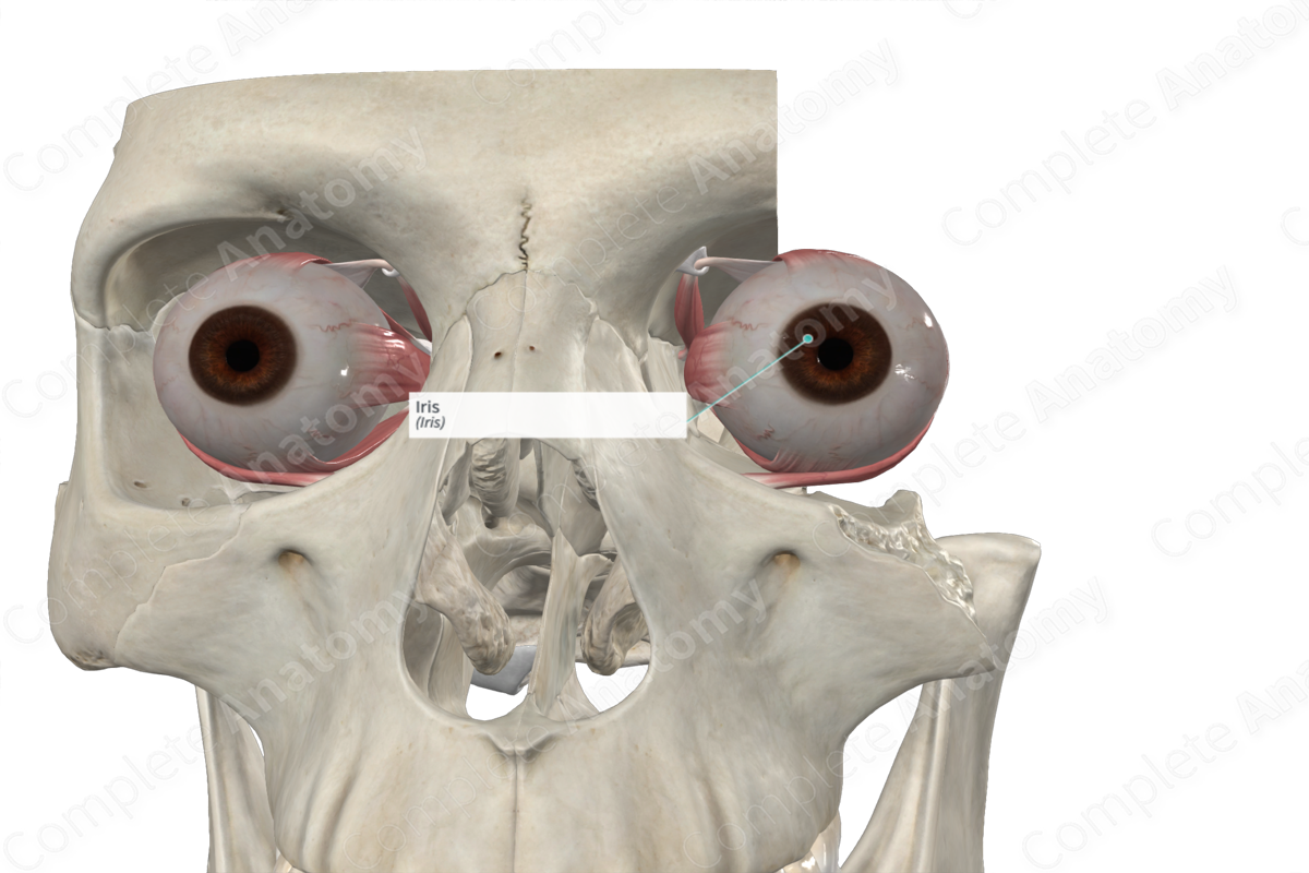 <p>Divides the space between the cornea and lens into anterior and posterior aqueous chambers</p><p>– Pigment cells responsible for color</p>