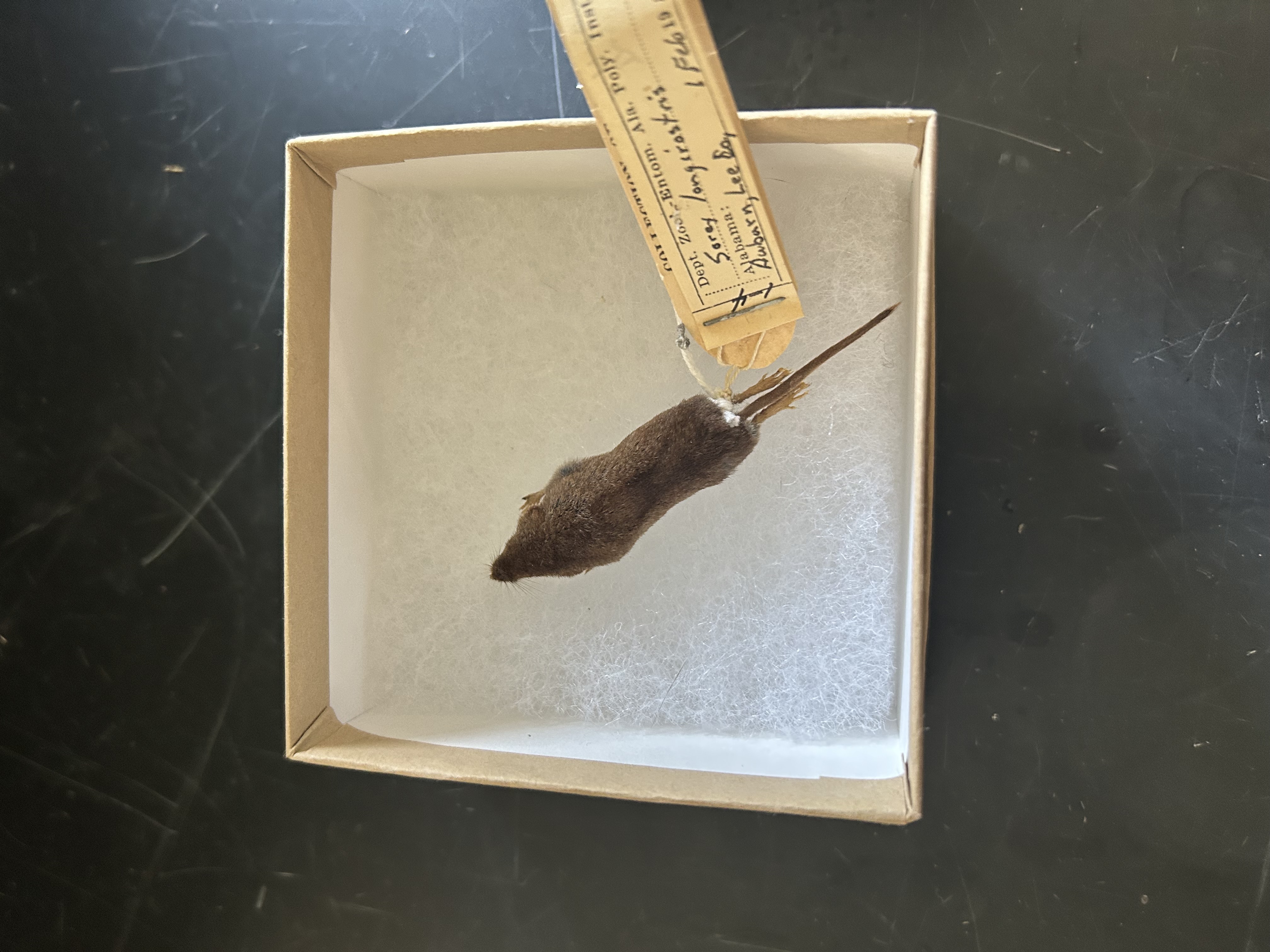 <p>What is the genus of this mammal?</p>