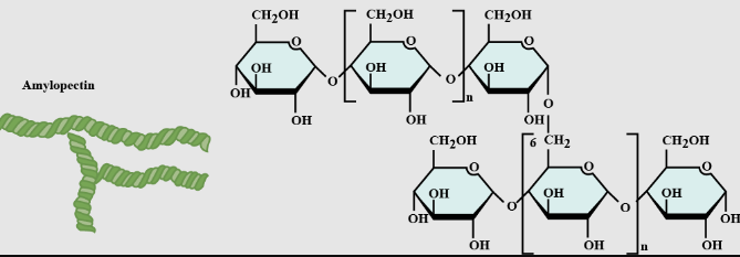 <p>Branched starch</p>