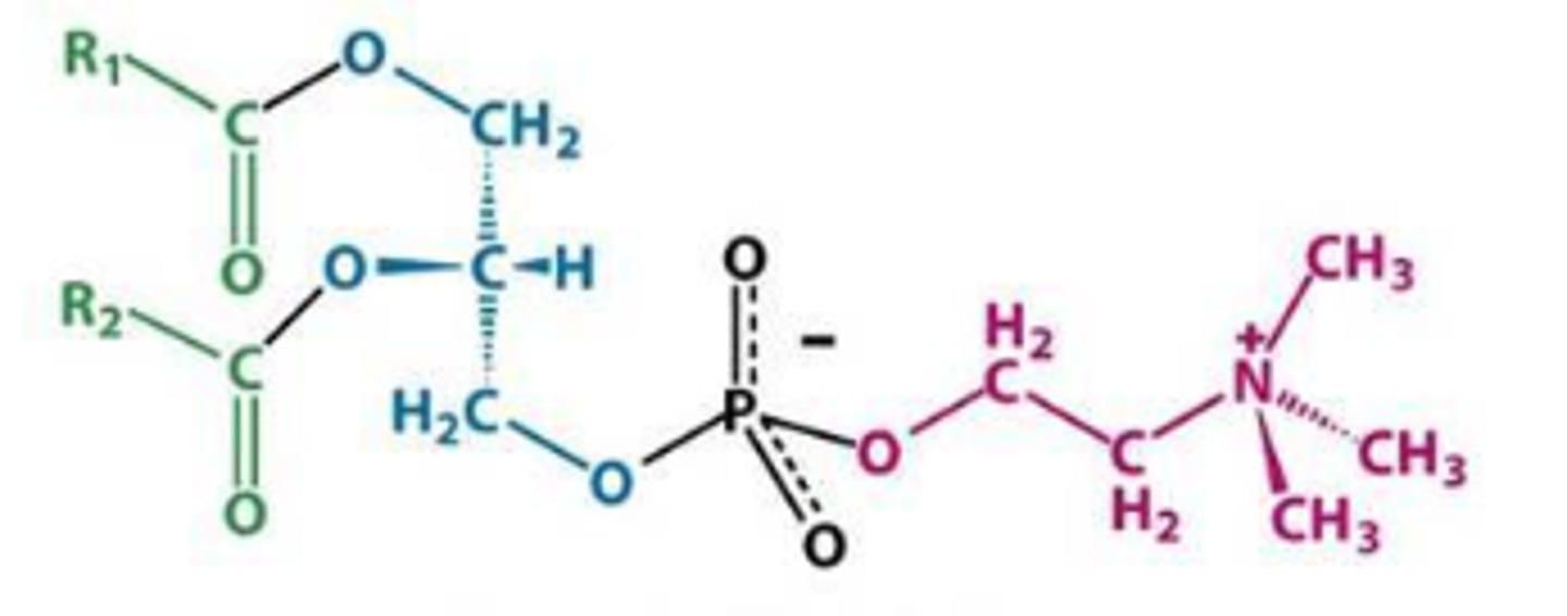 <p>What is this phosphoglyceride?</p>