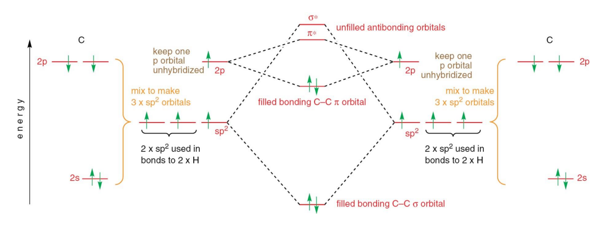<p>There is a 2s, 2p<sub>x</sub> and 2p<sub>Y</sub> orbital, producing 3 sp<sup>2 </sup>orbitals.</p><ul><li><p>It exhibits 1/3 S character, and 2/3 P character.</p></li></ul><p></p>