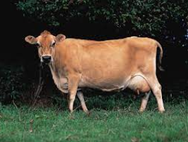 <p>dairy breed, small moderate frame size, well balanced cow, most common color is tan</p>