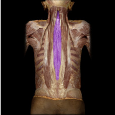 <p>Bilateral action extends neck; unilateral action lateral flexes vertebral column.</p>