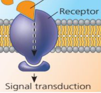 <p>Has a shape that allows a specific molecule, called a signal molecule to bind to it.</p>