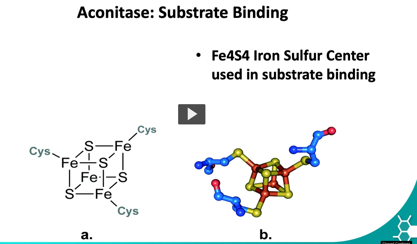 <p>The aconitase enzyme has an iron sulfur center forming an inorganic molecule, this molecule is bound to cysteine.</p><p>This kinds of molecules are seen in redox reactions as explained in the lecture of oxidative phosphorylation.</p><p>this case is an exception where it supports substrate binding. The importance of knowing this fact is knowing there are external compounds that can affect this binding.</p><p><u>1. What the iron–sulfur center is </u></p><p><strong>Aconitase contains an iron–sulfur cluster</strong> called a <strong>[4Fe–4S] cluster</strong>.</p><p>This cluster is made of:</p><ul><li><p><strong>4 iron atoms (Fe)</strong></p></li><li><p><strong>4 sulfur atoms (S)</strong></p></li></ul><p>These atoms form an <strong>inorganic metal cluster</strong> inside the enzyme.</p><p><u>2. Why cysteine is involved </u></p><p>The cluster is <strong>held in place by cysteine residues</strong> from the protein.</p><p>Cysteine contains a <strong>sulfur atom (-SH group)</strong>.</p><p>The sulfur of cysteine binds to the iron atoms in the cluster.</p><p>So the enzyme structure looks conceptually like:</p><pre><code>Cysteine-S → Fe
Cysteine-S → Fe
Cysteine-S → Fe
</code></pre><p>These cysteine residues <strong>anchor the iron–sulfur cluster inside the enzyme</strong>.</p><p><u>3. Iron–sulfur clusters in many enzymes </u></p><p>Iron–sulfur clusters are common in <strong>redox enzymes</strong>, especially in:</p><ul><li><p><strong>electron transport chain proteins</strong></p></li><li><p><strong>oxidative phosphorylation enzymes</strong></p></li></ul><p>In those systems, Fe–S clusters <strong>transfer electrons</strong>.</p><p>Example: <span>Fe2+</span><span data-name="left_right_arrow" data-type="emoji">↔</span><span>Fe3+</span></p><p>This allows them to participate in <strong>oxidation–reduction reactions</strong>.</p><p><u>4. Why aconitase is special </u></p><p>In <strong>aconitase</strong>, the Fe–S cluster is <strong>not mainly transferring electrons</strong>.</p><p>Instead, it helps <strong>bind the citrate molecule and orient it properly</strong>.</p><p>So here the cluster functions as a <strong>structural catalytic center</strong>, helping the enzyme:</p><ul><li><p>bind citrate</p></li><li><p>remove water</p></li><li><p>add water back to form isocitrate.</p></li></ul><p><u>5. Why external compounds can affect this </u></p><p>Because the enzyme relies on the <strong>iron–sulfur cluster</strong>, substances that bind iron or sulfur can <strong>inactivate the enzyme</strong>.</p><p>A classic example is <strong>fluoroacetate poisoning</strong>.</p><p>Fluoroacetate becomes <strong>fluorocitrate</strong>, which inhibits aconitase.</p><p>This blocks the <strong>Krebs cycle</strong>, stopping cellular energy production.</p><p><u>6. Why this matters biologically </u></p><p>If aconitase stops working:</p><ul><li><p>citrate cannot become isocitrate</p></li><li><p>the Krebs cycle stops</p></li><li><p>ATP production drops dramatically.</p></li></ul><p>This is why some toxins targeting this enzyme are <strong>very dangerous</strong>.</p>