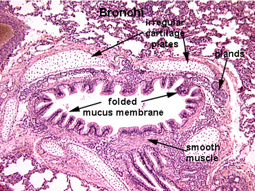 <p>Bronchi</p>
