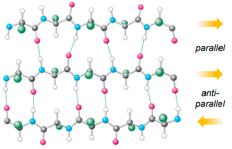 <ul><li><p>a secondary structure in which 2 or more peptide strand H bond to each other to form a sheet-liek sructure</p></li><li><p>unlike in α helices not every C=O &amp; N-H bond is involved in H bonding</p></li></ul>
