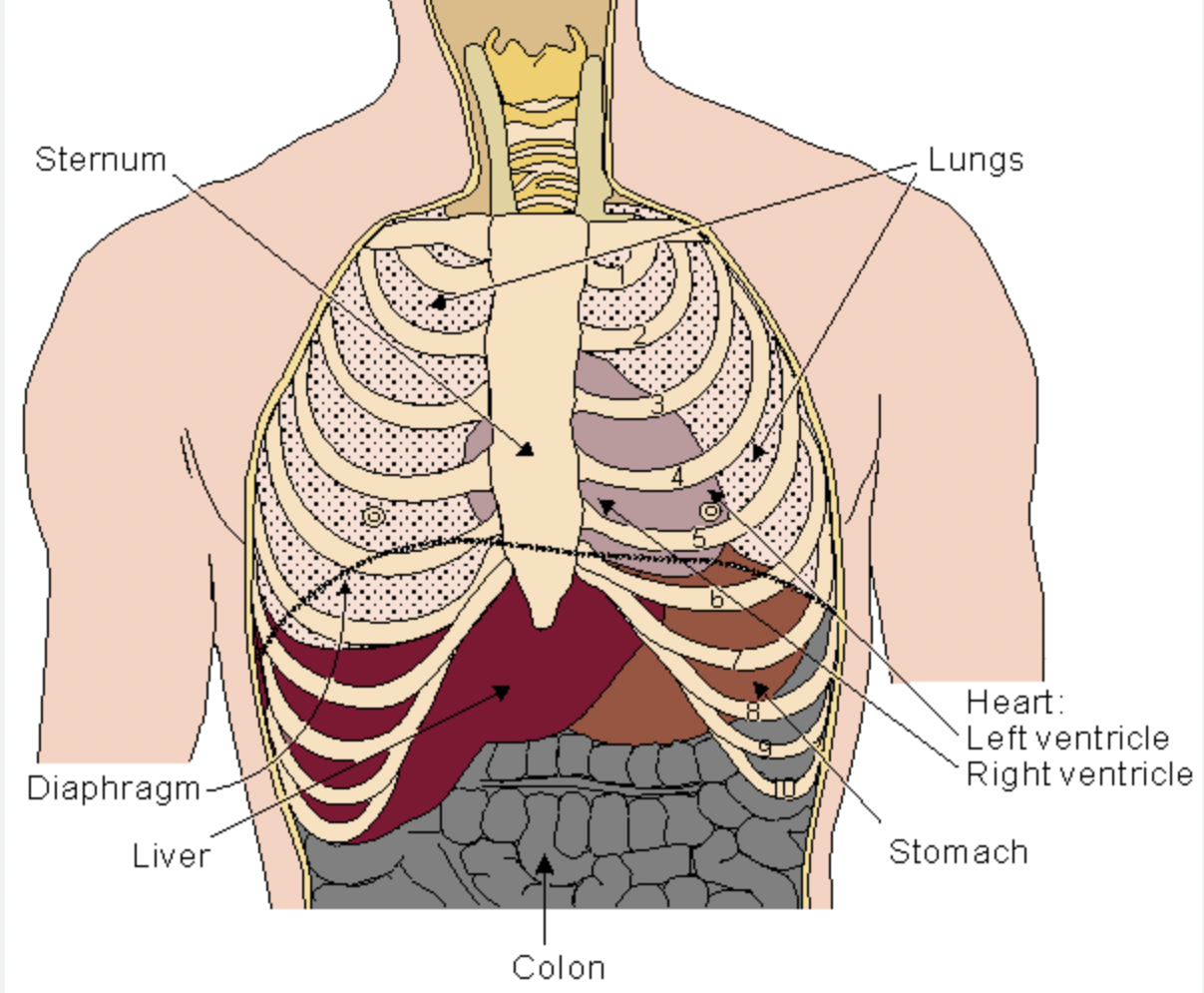<p>Toward the ventral/front side</p><p></p><p>ex: The sternum is anterior to the heart</p>
