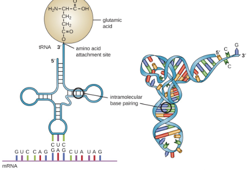 <ol><li><p>carry a specific amino acid on 1 end</p></li><li><p>have an anticodon on 1 end</p></li><li><p>single RNA strand that is about 80 nucleotides long</p></li><li><p>utilize a specific Aminoacyl-tRNA synthetase to attach its amino acid&nbsp;</p></li></ol><p></p>