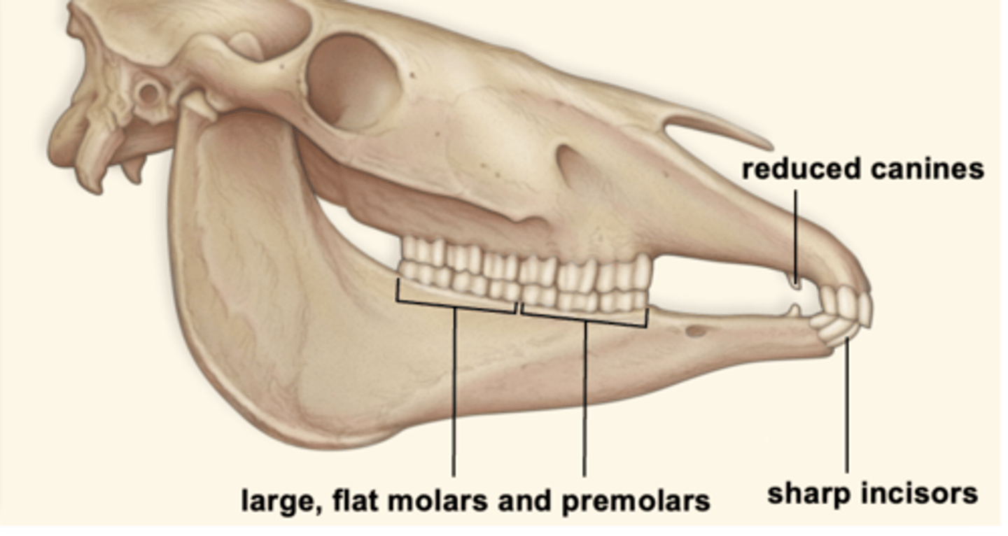 <p>- need to chew fibrous plants and herbs</p><p>- flat, large molars</p><p>- reduced canines</p><p>- thick enamel</p><p>- more-developed, large jaw --&gt; wider face</p>