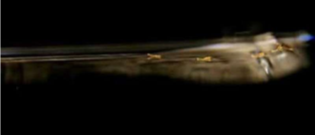 <p>Curve the surface film and create forces to drive them up to meniscus (organism)</p>