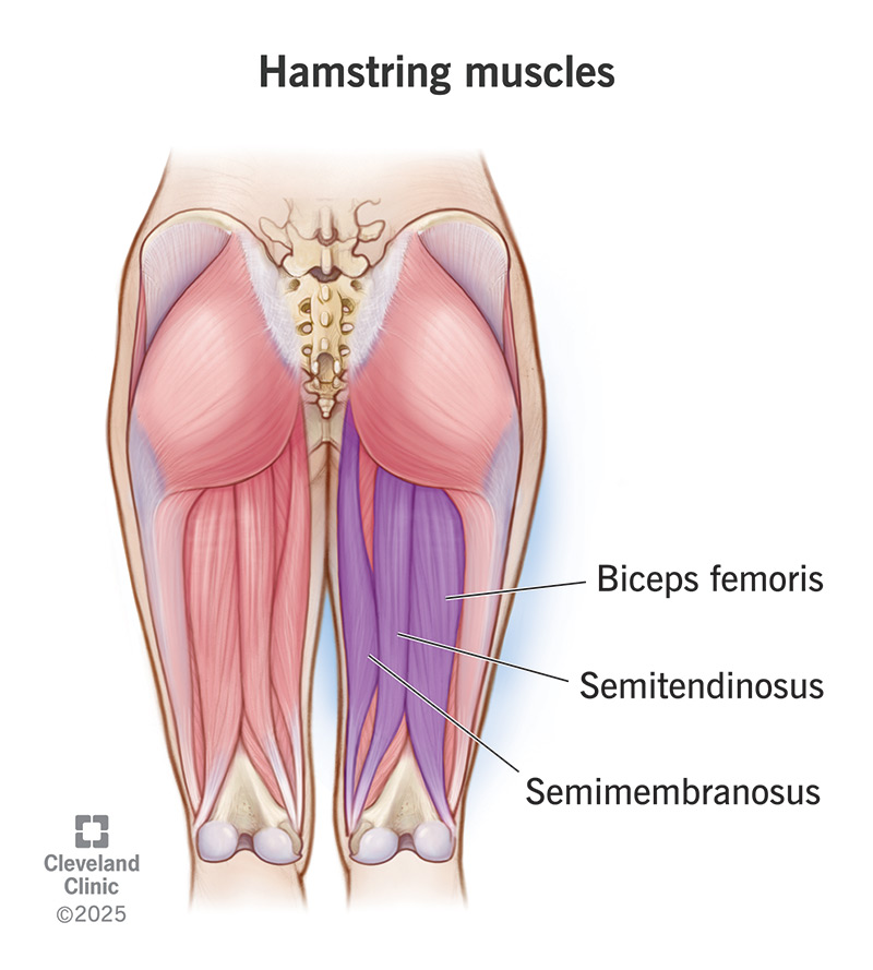 <p>d. Semimedialis</p><div data-type="horizontalRule"><hr></div><p><span style="color: blue"><em>Hams3ngs - Bi Semi Semi</em></span></p><p>Biceps femoris</p><p>Semimembranosus</p><p>Semitendinosus</p>