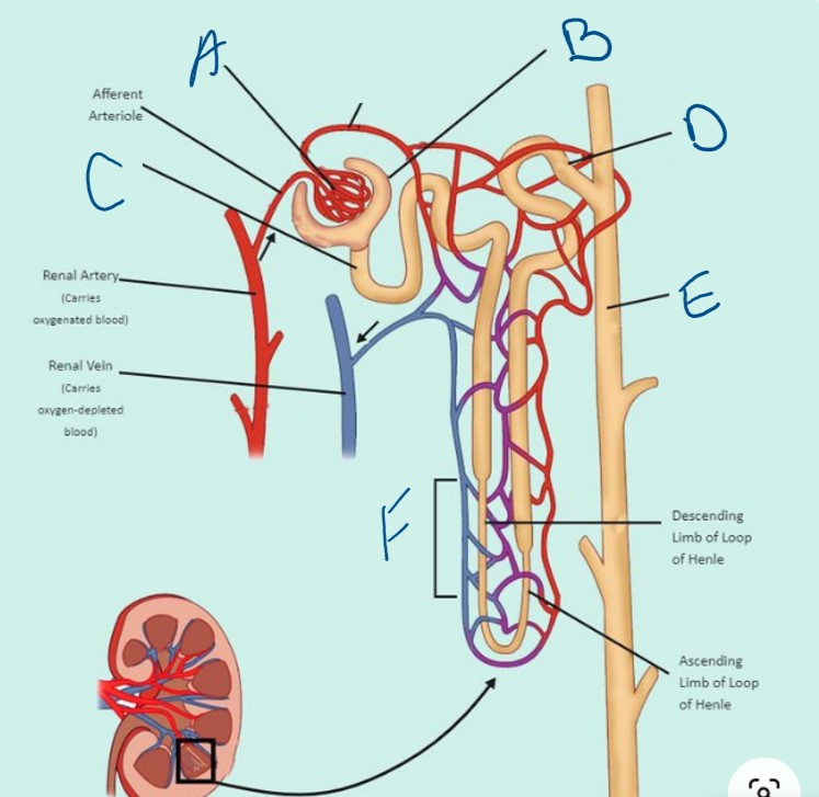 <p>What structure is indicated by B</p>