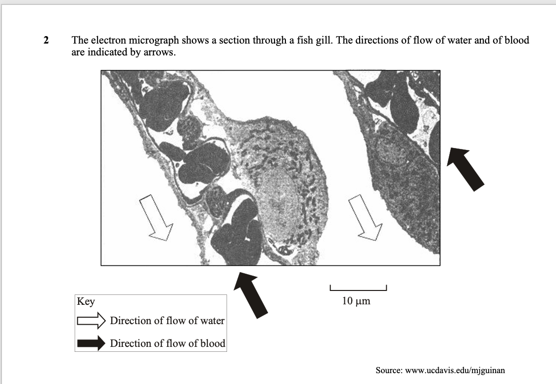 <p>explain how relationship between blood and water shown in micrograph is useful for fish</p>