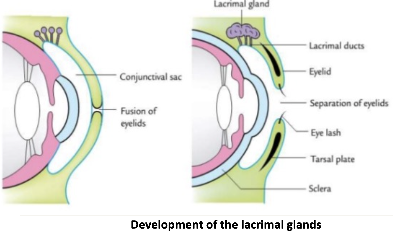 <p>When do lacrimal glands become functional?</p>