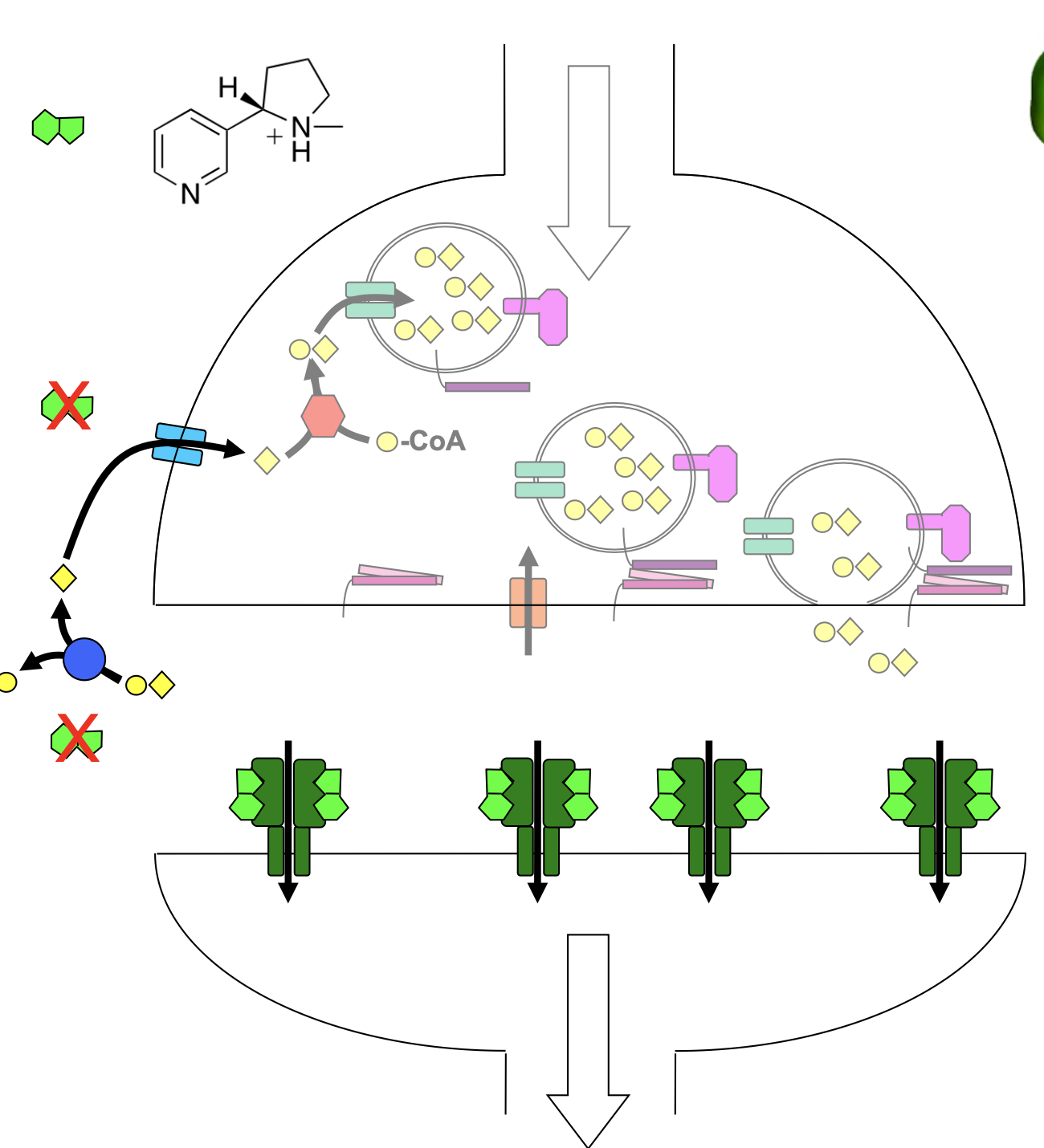 <ul><li><p>agonist</p></li><li><p>binds to neuronal nAChR, activating it</p><ul><li><p>releases dopamine</p></li></ul></li><li><p>similar structure to ACh</p></li></ul><p></p>
