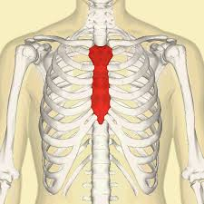 <p>It lies in the anterior midline of the thorax. It’s a fusion of three bones. Manubrium, body and xiphoid process.</p>