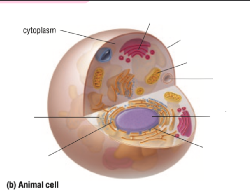 <p>Cytoplasm</p>
