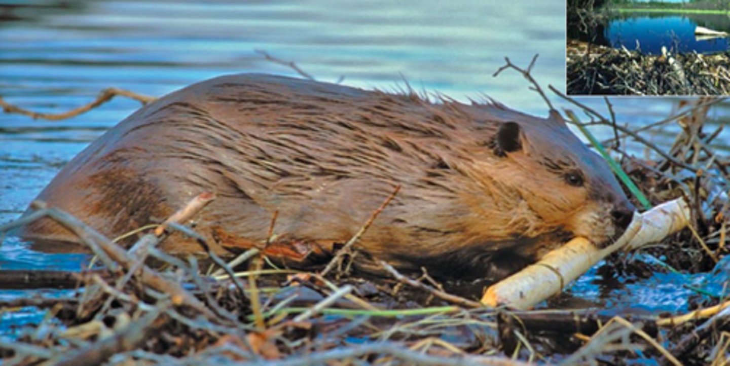 <p>species that dramatically alter their environment</p>