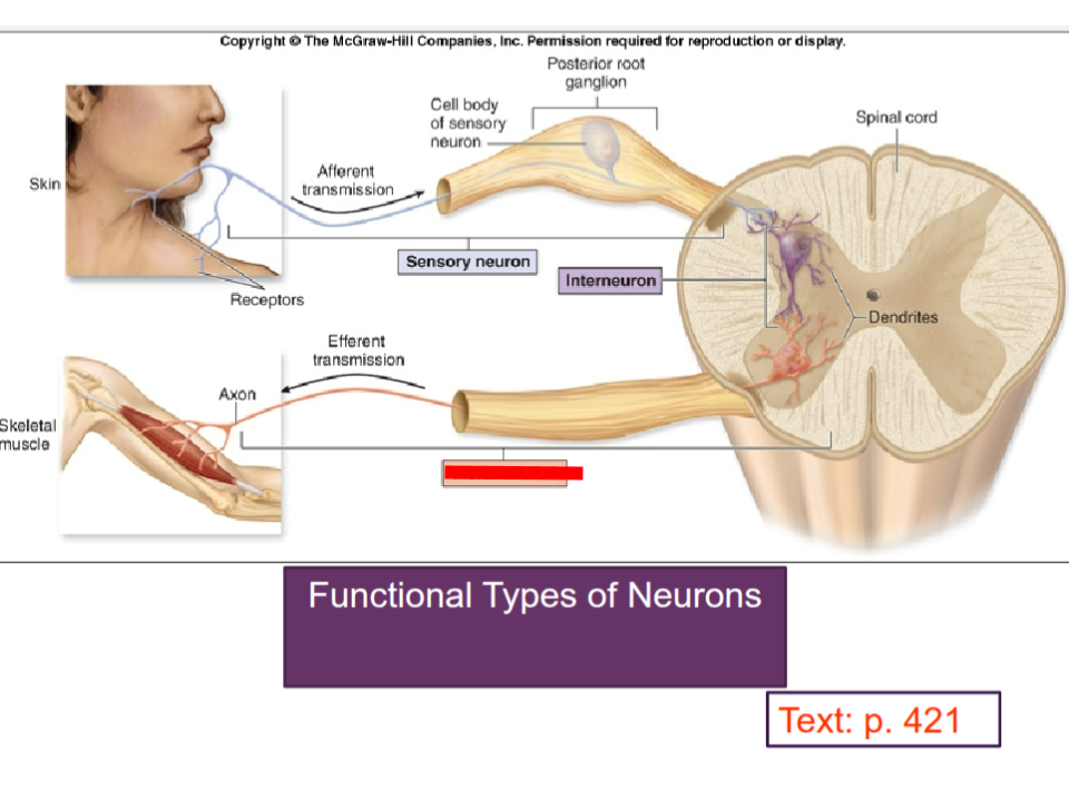 <p>carry impulses from CNS</p>